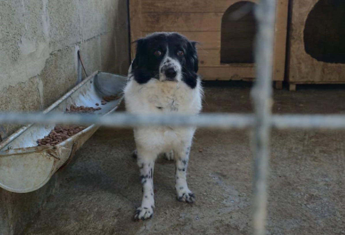 o catelusa in adapost