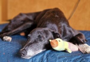 o catelusa sta pe pat