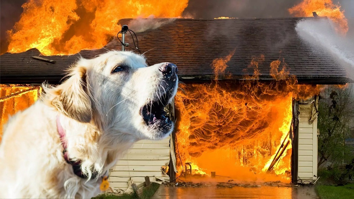 o catelusa scapa din incendiu