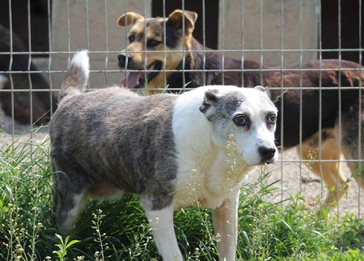 o catelusa in adapost