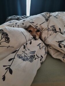 cateusa-leia-pets-cats (13)