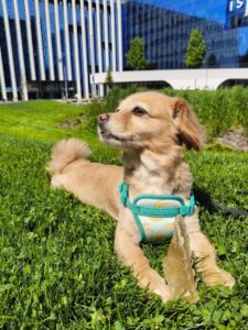 cateusa-leia-pets-cats (14)