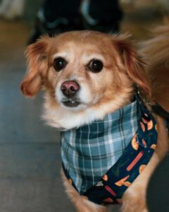 cateusa-leia-pets-cats (15)