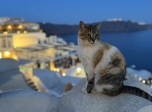 pisica in Santorini