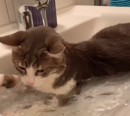 Pisică în chiuvetă