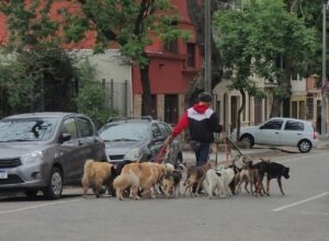 un barbat care plimba caini