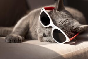 o pisica sta la soare