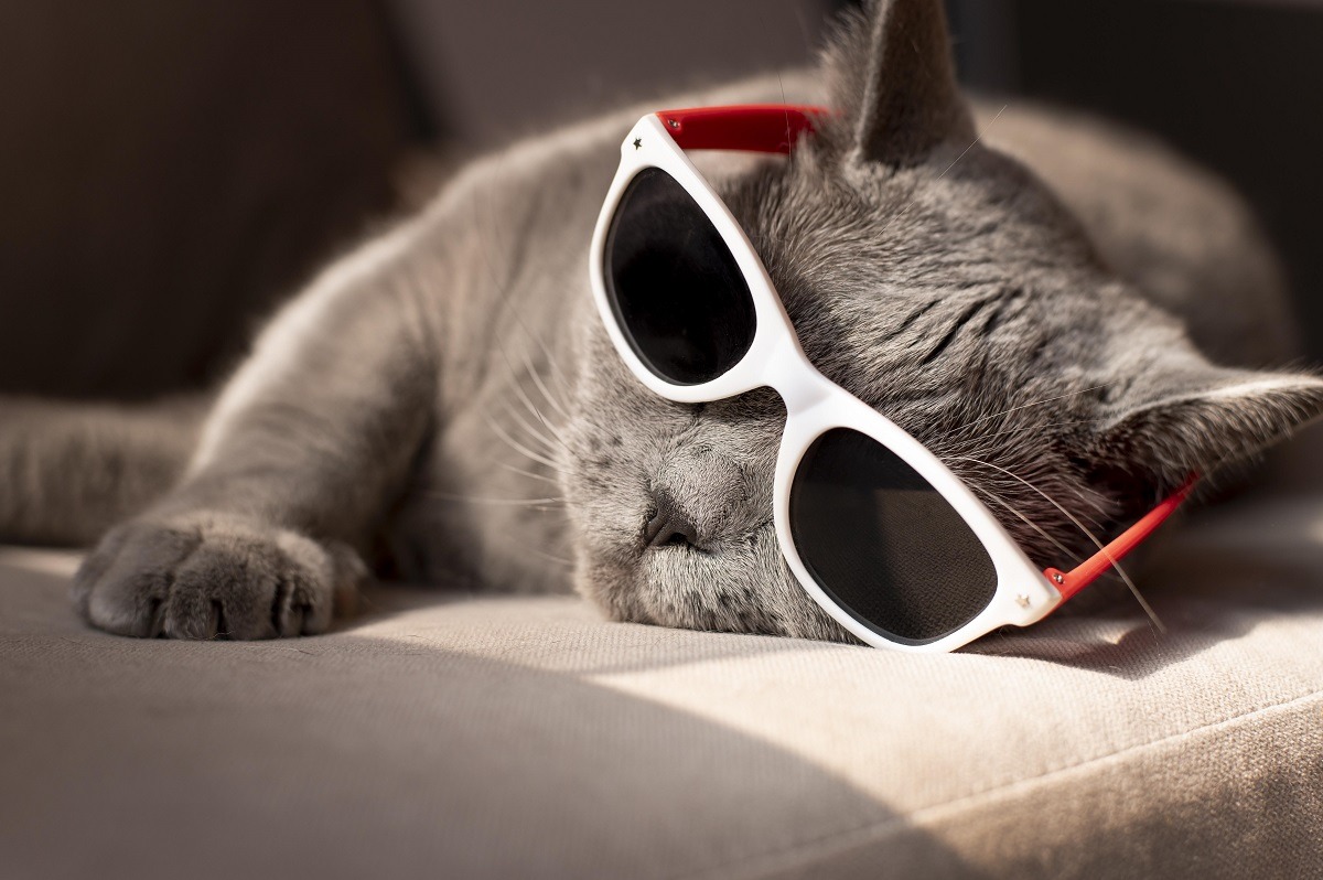 o pisica sta la soare