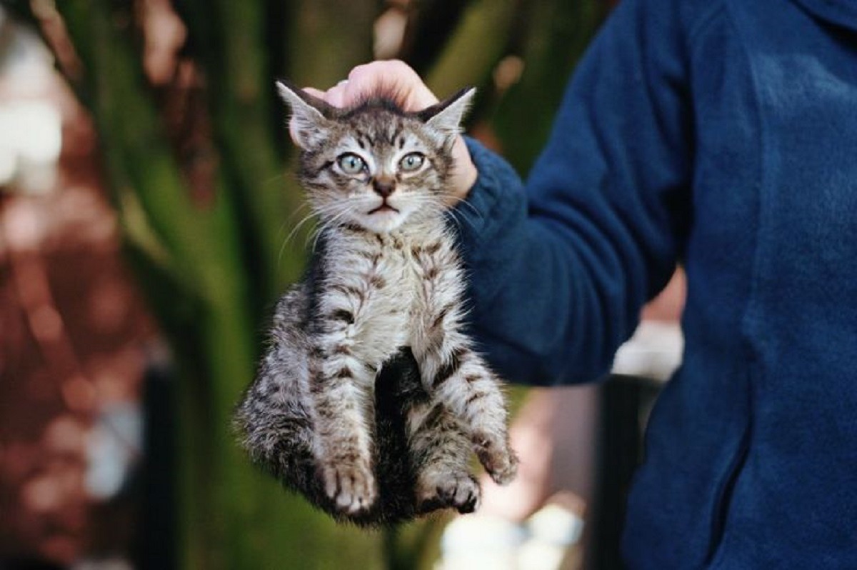 pisica este prinsa de ceafa