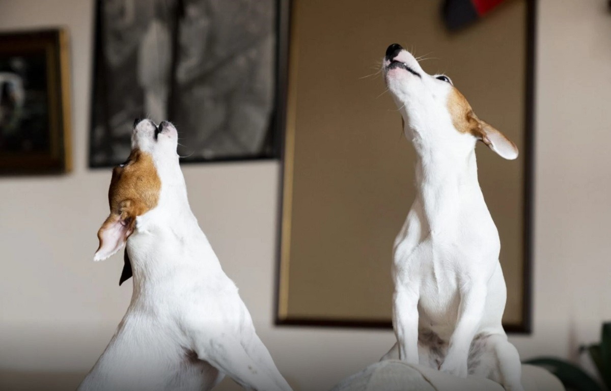 doi caini care ura in casa