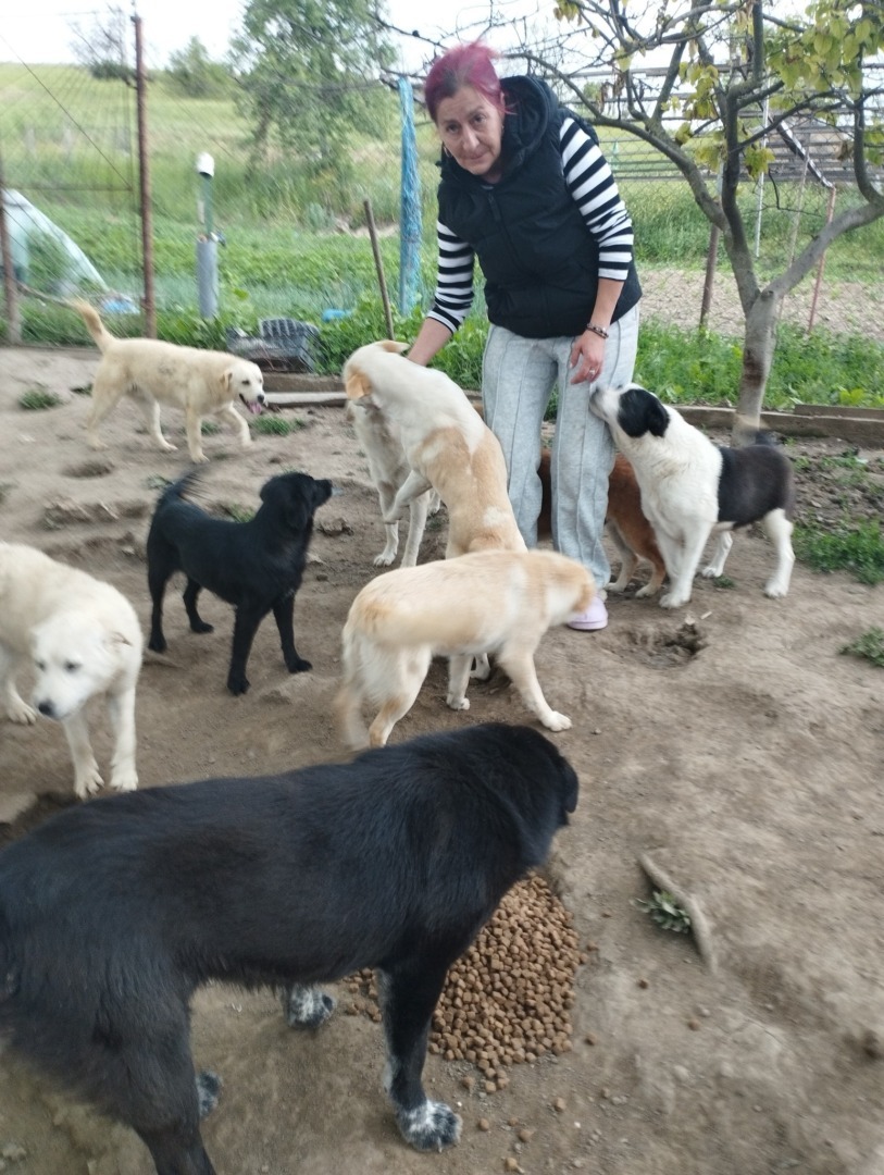 stapana isi hraneste animalele