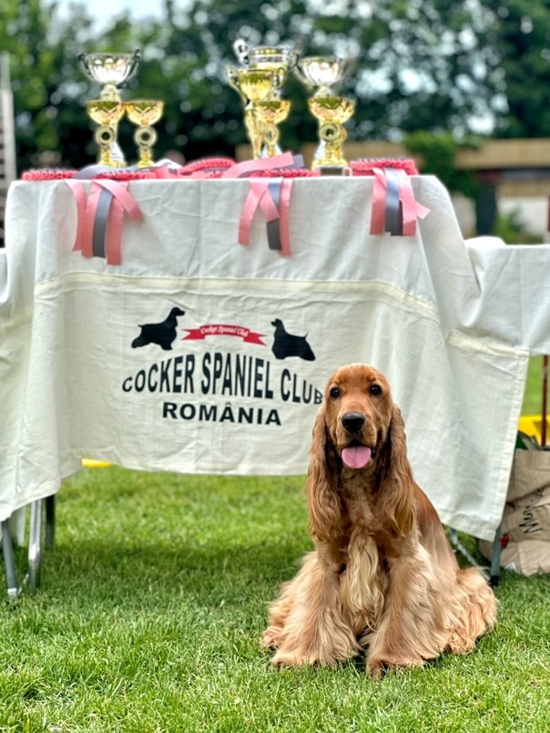 enzo-allenzo-cocker-campion-gabriela-interviu (10)