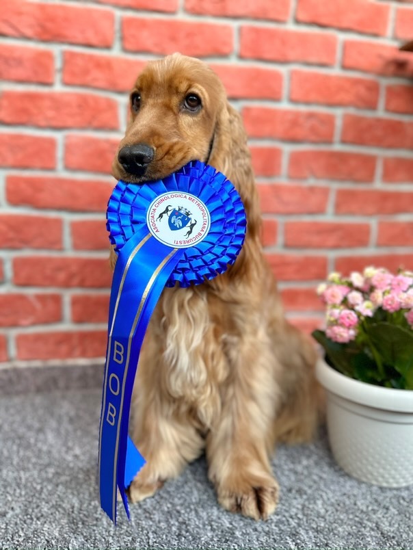 enzo-allenzo-cocker-campion-gabriela-interviu (11)