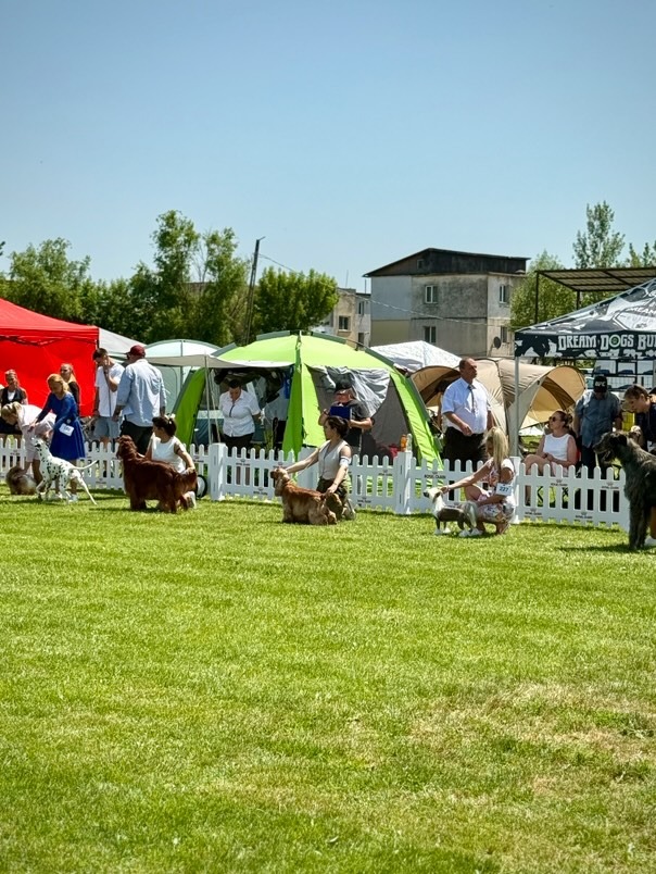 enzo-allenzo-cocker-campion-gabriela-interviu (5)