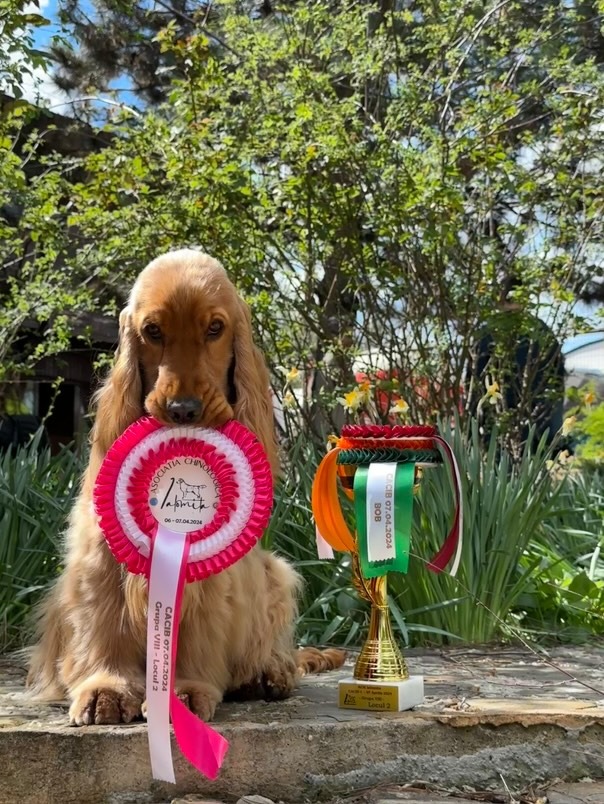 enzo-allenzo-cocker-campion-gabriela-interviu (7)