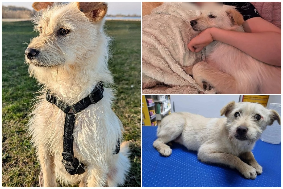 Colaj cu cățelul alb Floki