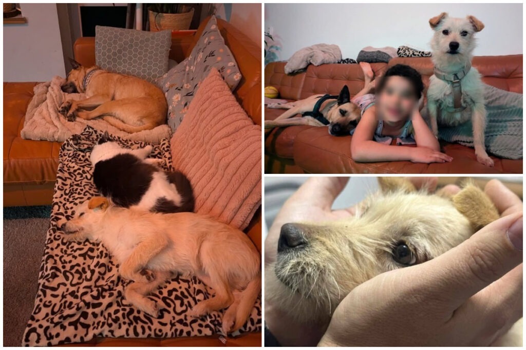 Colaj cu cățelul alb Floki