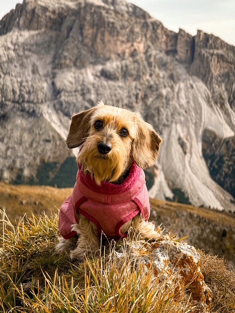 gacey-catelusa-care-calatoreste-pe-munte (1)