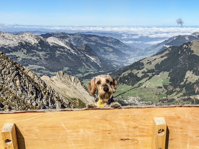 gacey-catelusa-care-calatoreste-pe-munte (15)