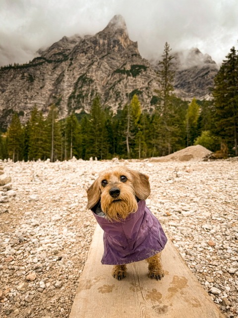 gacey-catelusa-care-calatoreste-pe-munte (19)