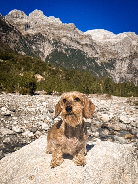 gacey-catelusa-care-calatoreste-pe-munte (21)