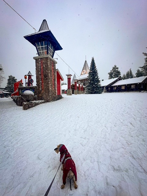 gacey-catelusa-care-calatoreste-pe-munte (22)