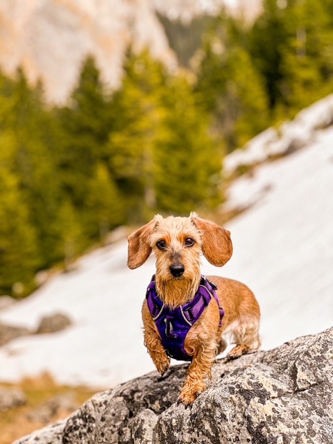 gacey-catelusa-care-calatoreste-pe-munte (3)