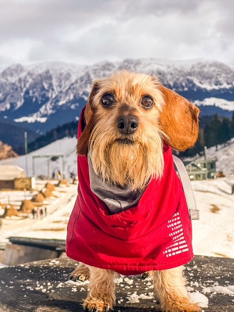 gacey-catelusa-care-calatoreste-pe-munte (5)