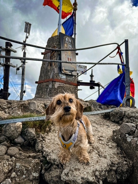 gacey-catelusa-care-calatoreste-pe-munte (6)