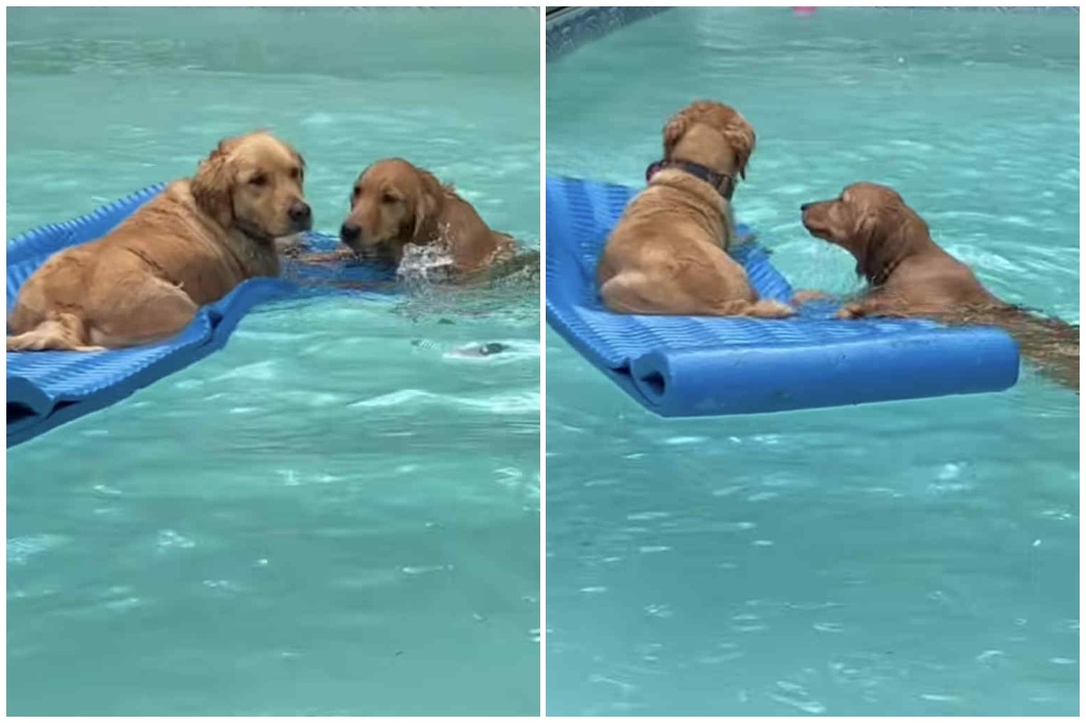 Colaj cu cățeii în piscină