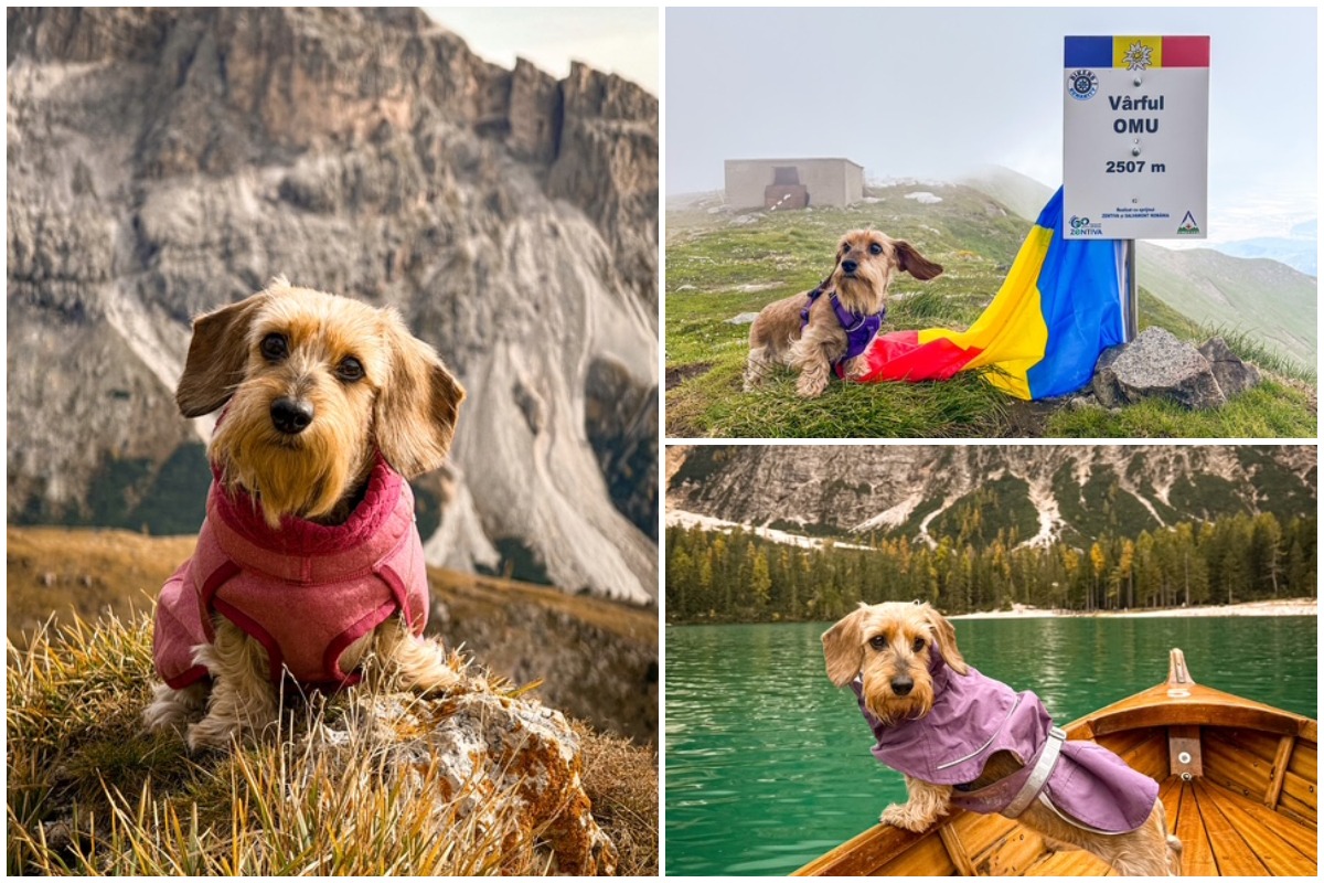 Colaj cu cățelușa teckel Gracey pe munte