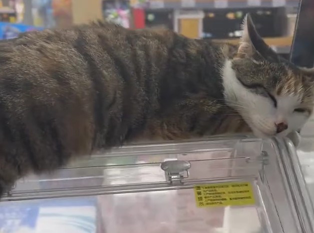 Pisică dormind pe o vitrină