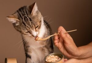 pisica mananca ton din conserva