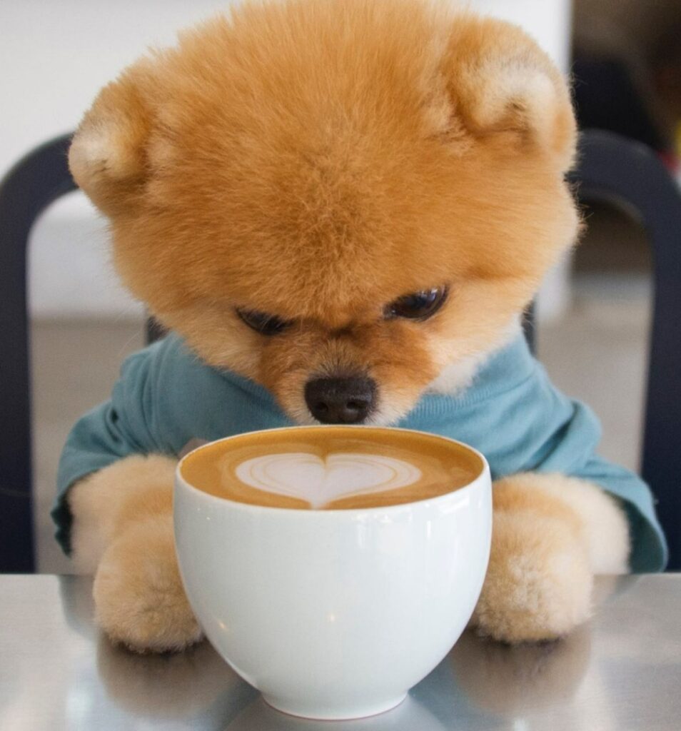 jiffpom