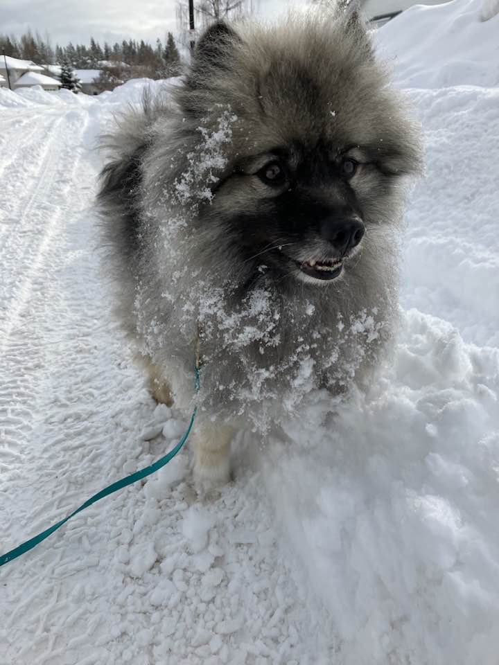 Câine din rasa Keeshond.