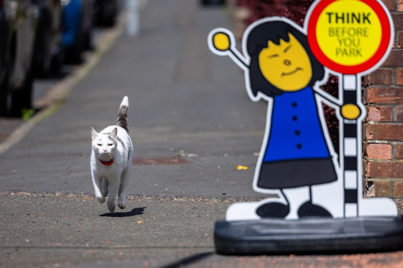 Pisică în spatele unui semn care indică o școală