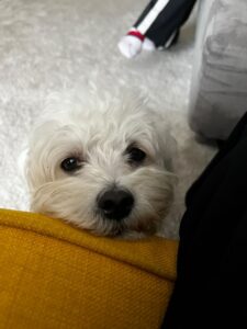 micu-pini-bichon (1)