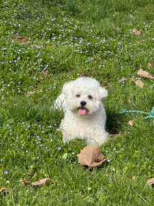 micu-pini-bichon (2)