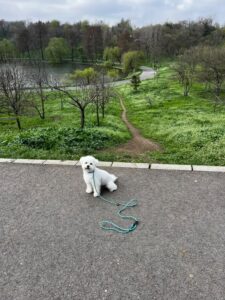 micu-pini-bichon (3)