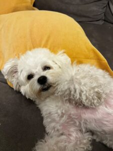 micu-pini-bichon (4)