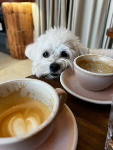 micu-pini-bichon (5)