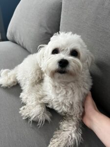 micu-pini-bichon (6)