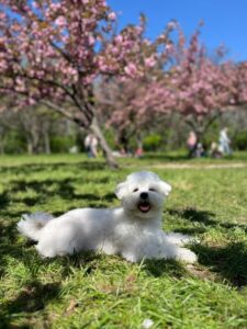 micu-pini-bichon (7)