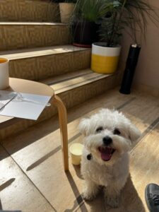 micu-pini-bichon (8)