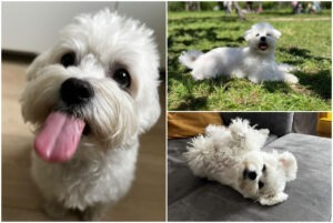 Colaj cu bichonul Micu Pini