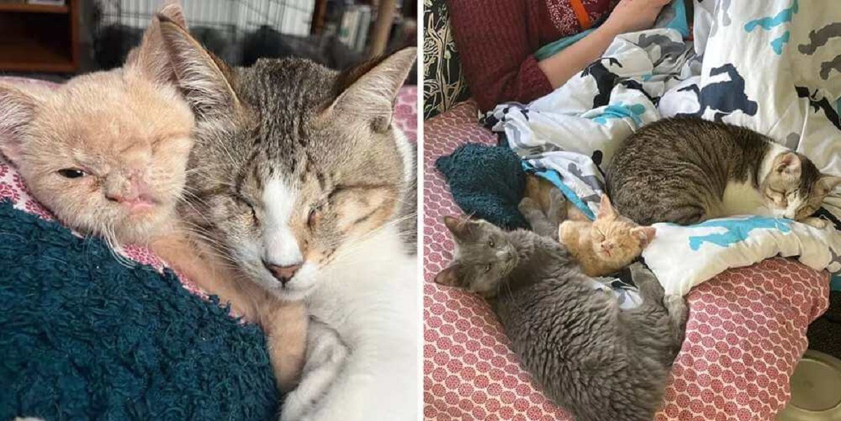 pisici cu nevoi speciale