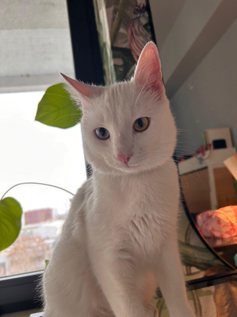 pisica alba se uita la camera