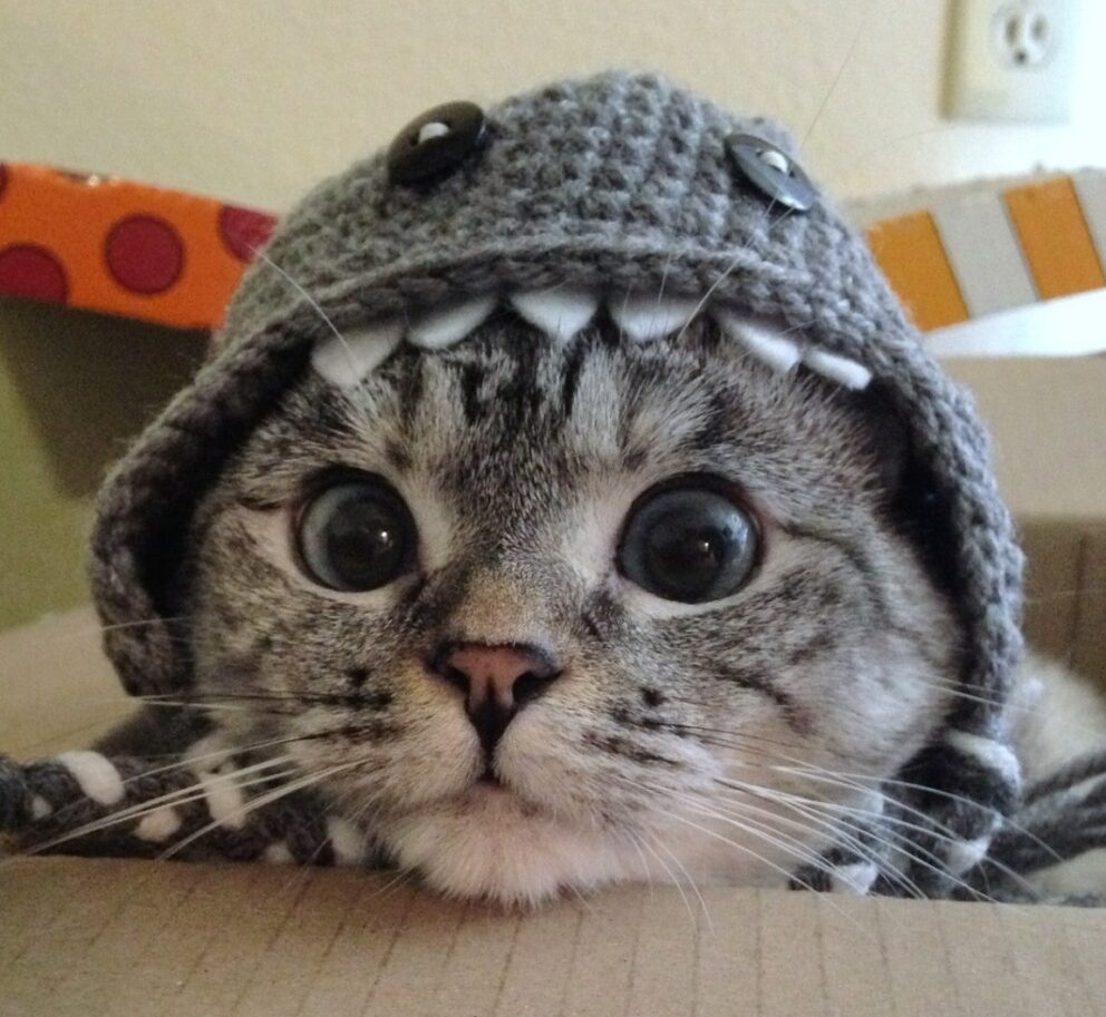 Pisică cu căciulă