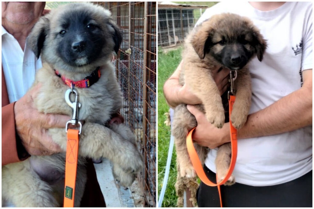 Colaj cu Noah și Mira