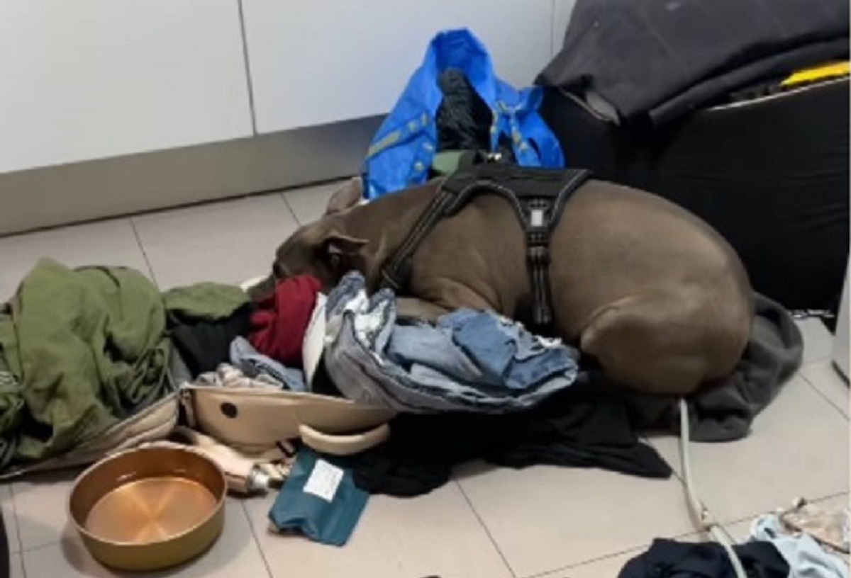 o catelusa sta in valiza